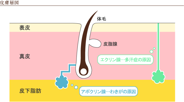 皮膚層図